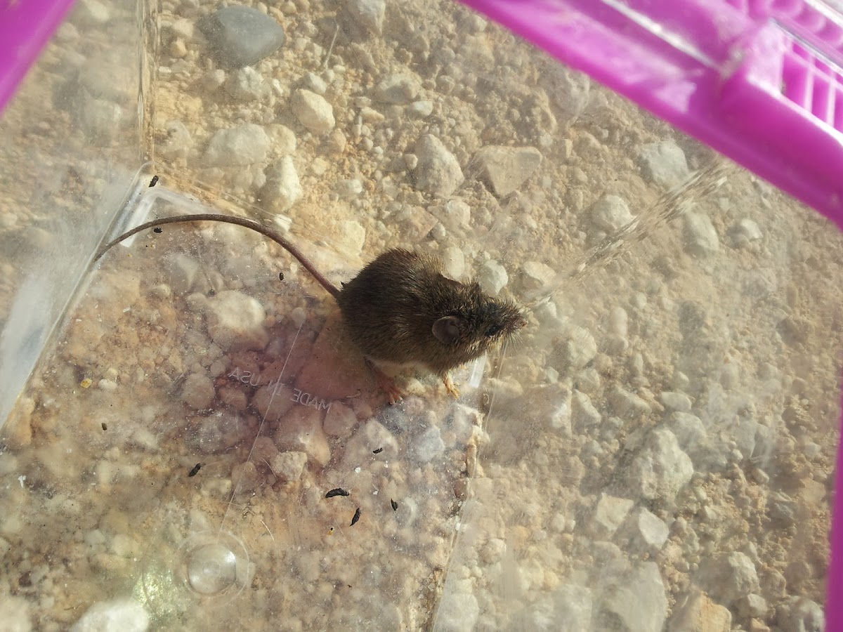 Hispid pocket mouse