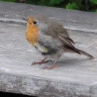 European Robin