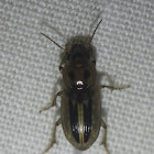 Seedcorn Beetle