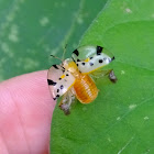 Spotted Tortoise Beetle