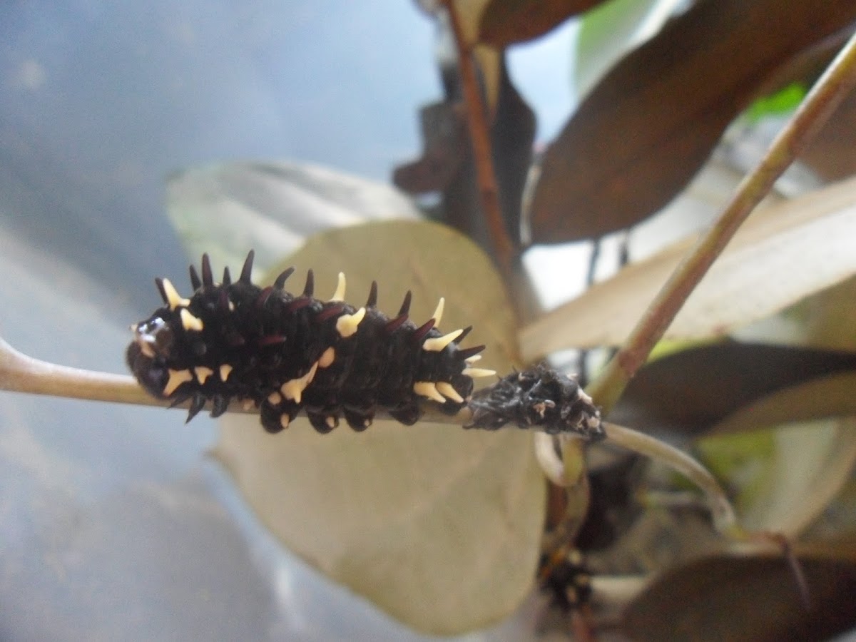 Cattleheart Caterpillar