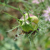 Nigella Seed Capsule