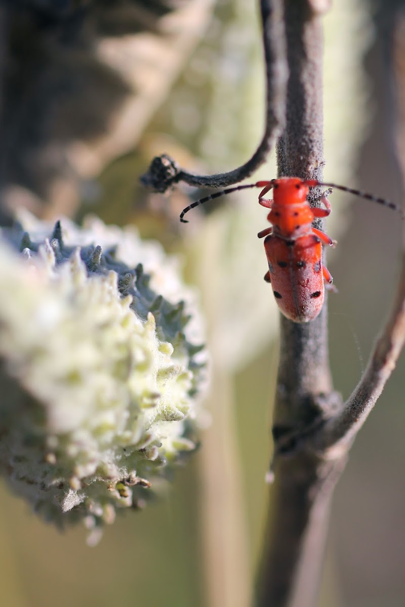 Milkweed Longhorn Beetle