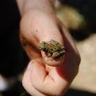 Cricket Frog