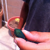Green June Beetle, Fig Eater.