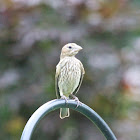 House Finch