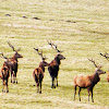 Red Deer (stag)