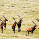 Red Deer (stag)