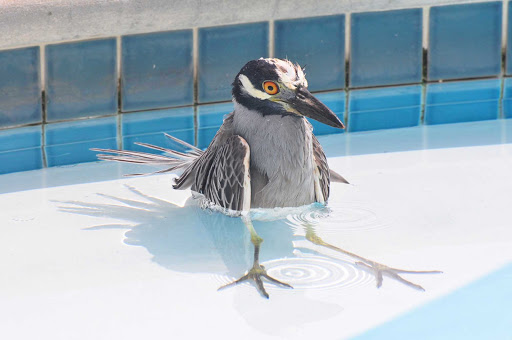 heron-Warwick-Bermuda - A heron takes a dip in the pool at Surf Side, Warwick, Bermuda. 