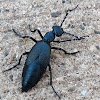 Oil blister beetle