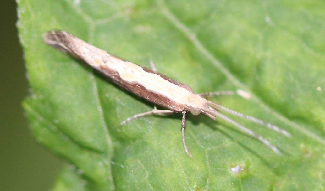 Diamondback Moth Project Noah