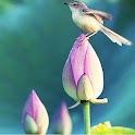 Lotus Live Wallpaper
