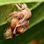 Treehopper