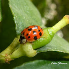 Multicolored Asian lady beetle