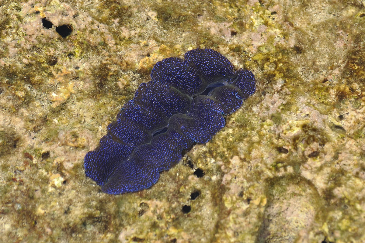 Maxima clam