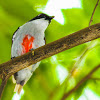 Red-keeled Flowerpecker