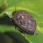 Shieldbacked Pine Seed Bug