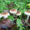 poplar mushroom