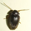 Toe-Winged Beetle