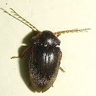 Toe-Winged Beetle