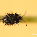 Lace bug (nymph)