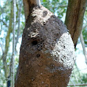 Termitero