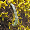 Geometer moth inchworm on sunflower