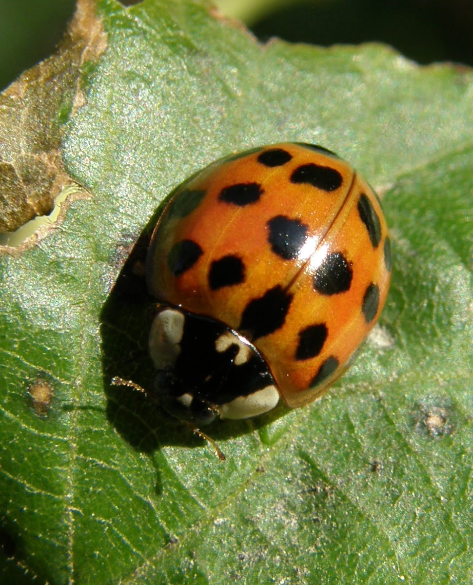 Multicolored Asian ladybug beetle
