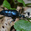 Violet oil beetle