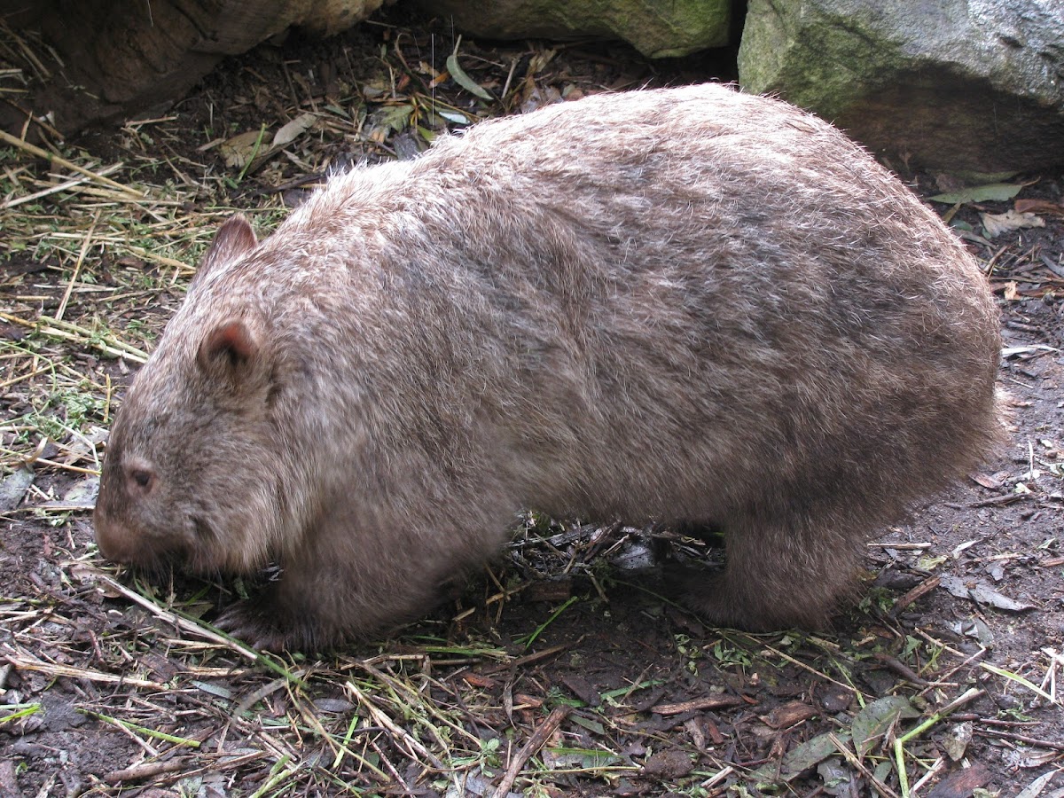 Wombat