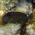 Squaretail Filefish