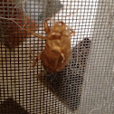 Cicada shell