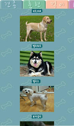 Dog is king poster 3