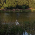 Great egret