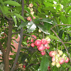 Jambu Bol Jamaica, Mountain Apple