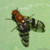 Fruit Fly (Walnut Husk Fly)