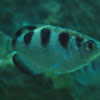 Banded archerfish