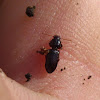 Scaritinae Beetle