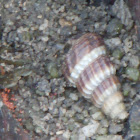 Red Chut-Chut Snail