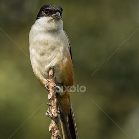 Long-tailed Shrike by Yunus Mony - Animals Birds