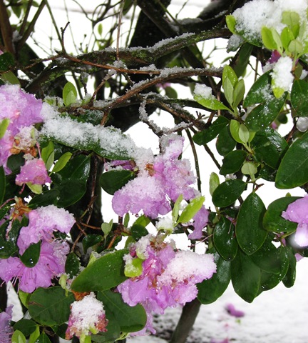[Spring Snow 009crop[4].jpg]