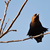 Brown-Headed Cowbird