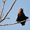 Brown-Headed Cowbird