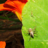 Elegant Lynx Spider