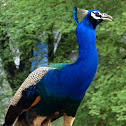 The Indian Blue peacock