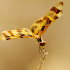 The Halloween Pennant