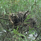 Brushtail possum nest