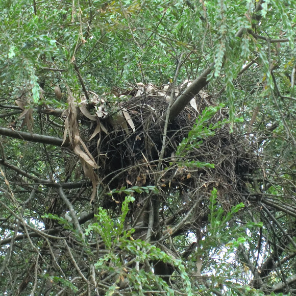 Brushtail possum nest Project Noah