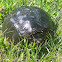 Snapping Turtle