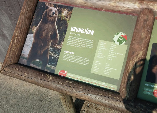 Brunbjörn på Kolmården 